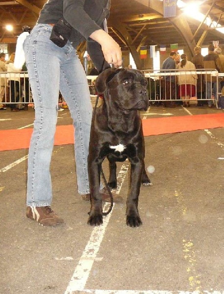 Charly brown de la Dynastie des Sages - .