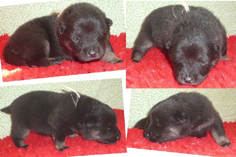 Publication : des joyeux dahus Auteur : jd