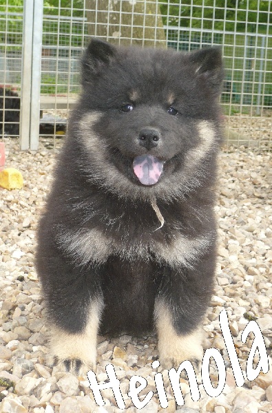 Publication : des joyeux dahus Auteur : jd