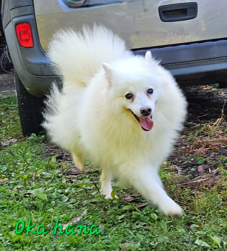 Oka hana no saita des joyeux dahus