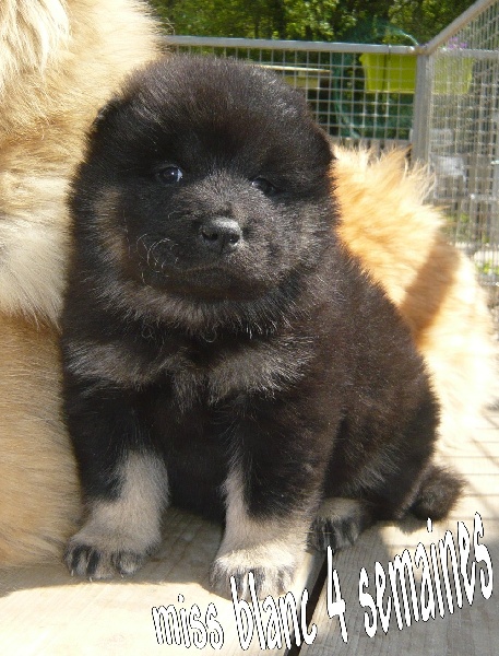 Publication : des joyeux dahus Auteur : jd