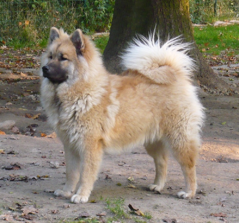 Publication : des joyeux dahus Auteur : jd