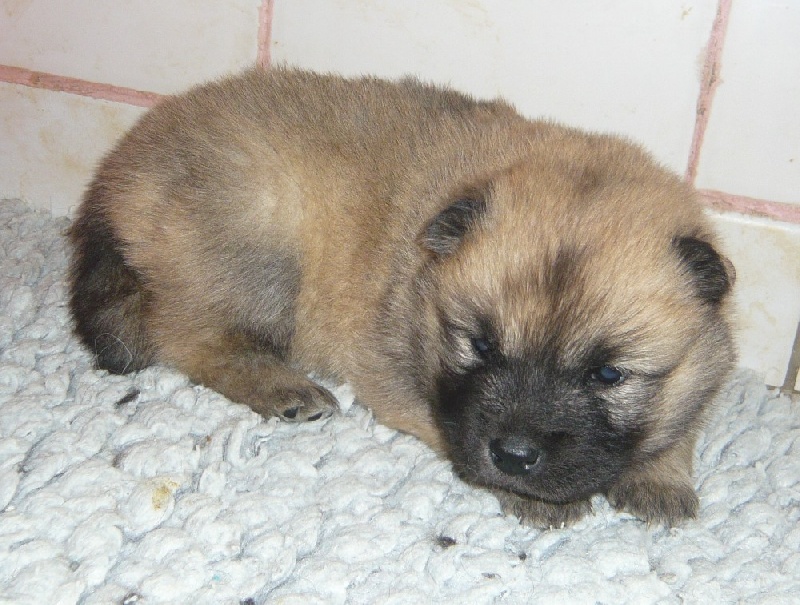 Publication : des joyeux dahus Auteur : jd