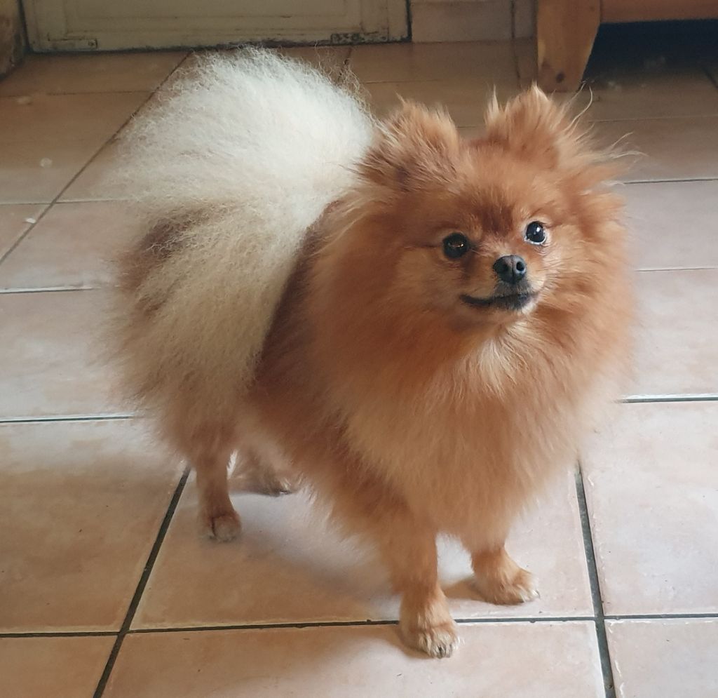 Publication : des joyeux dahus Auteur : Elevage des joyeux dahus