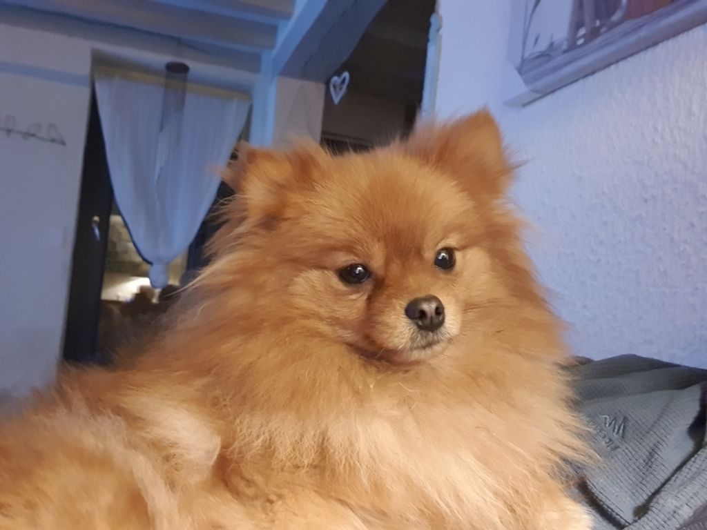 Publication : des joyeux dahus Auteur : Elevage des joyeux dahus