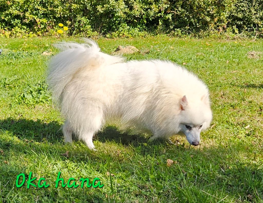 Oka hana no saita des joyeux dahus