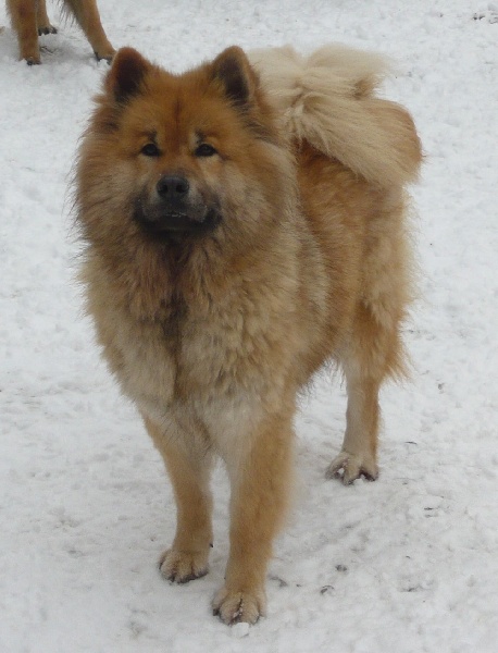 Publication : des joyeux dahus Auteur : jd