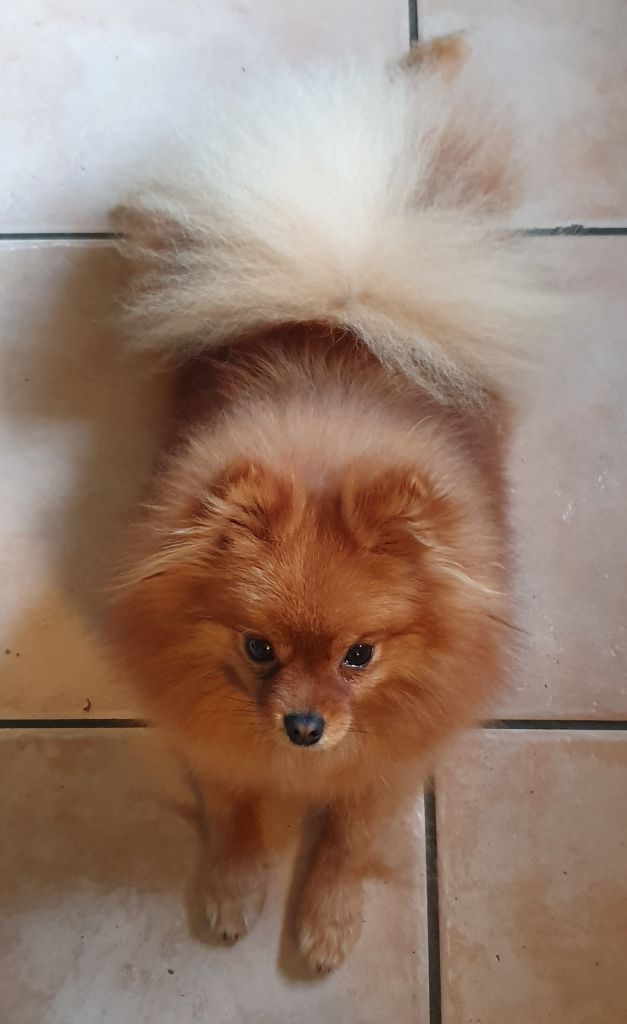 Publication : des joyeux dahus Auteur : Elevage des joyeux dahus