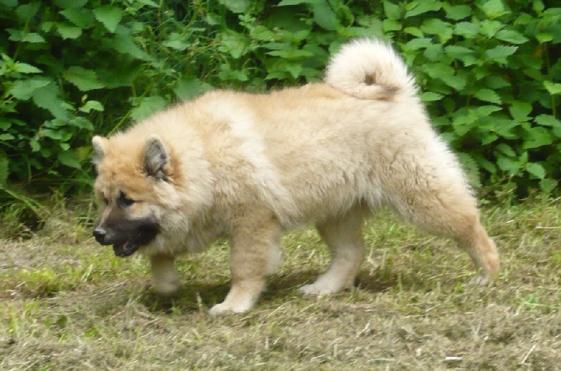 Publication : des joyeux dahus Auteur : jd