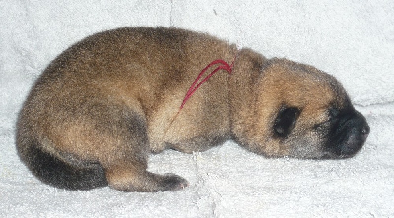 Publication : des joyeux dahus Auteur : jd