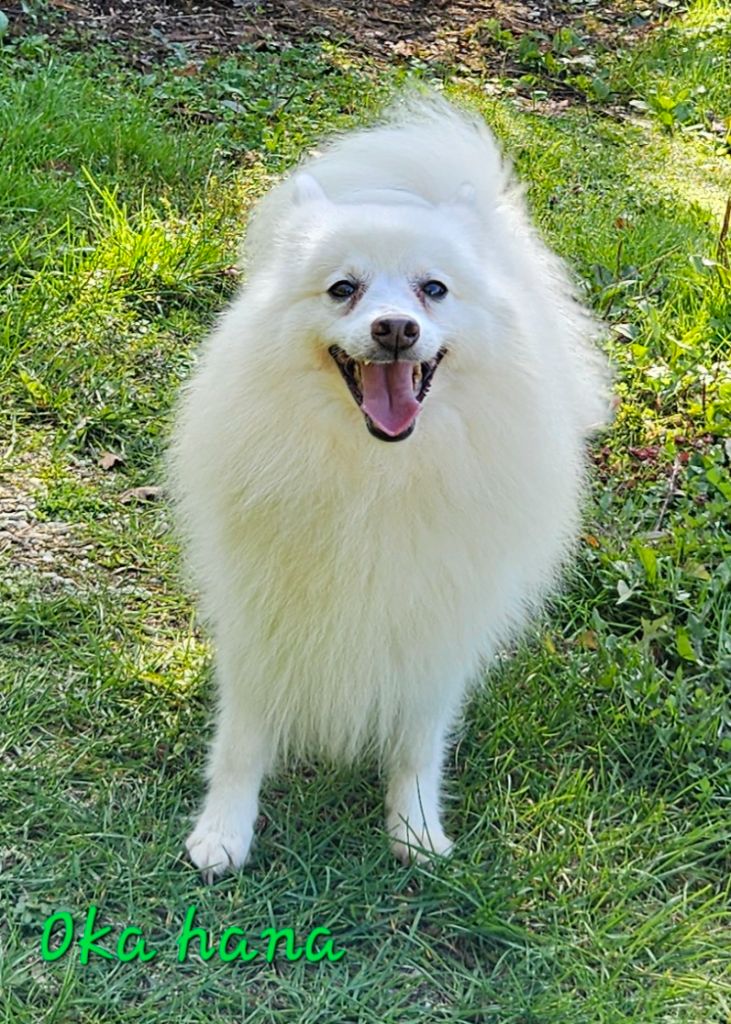 Oka hana no saita des joyeux dahus