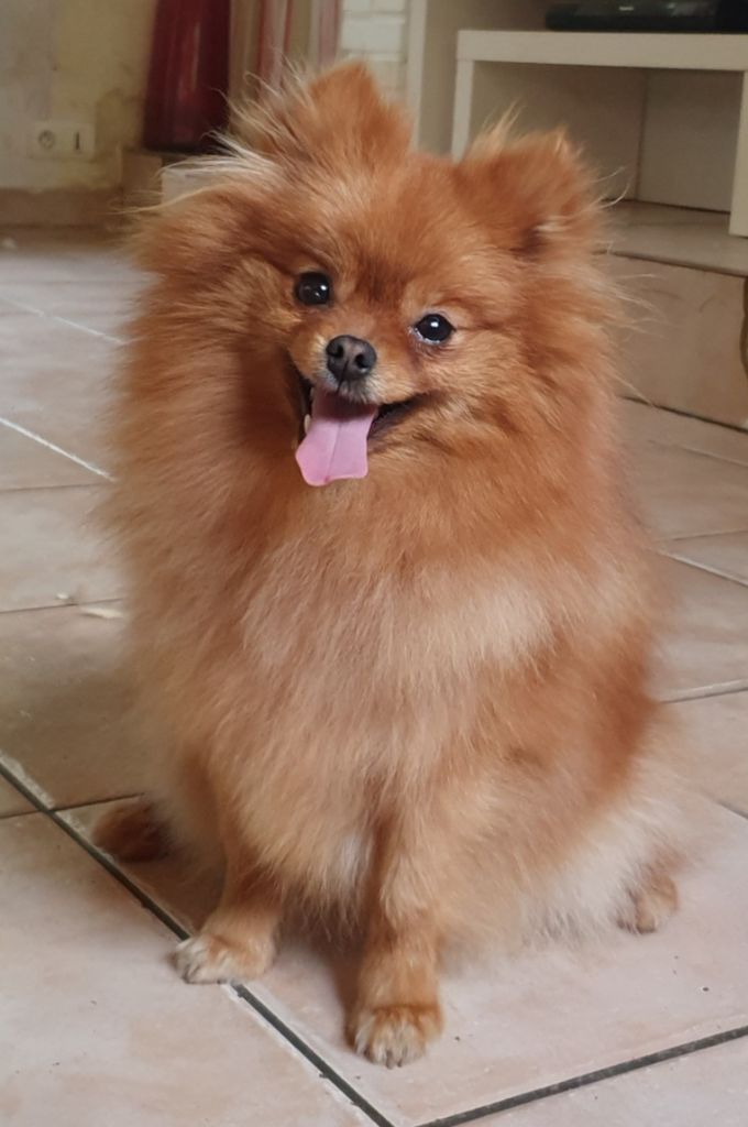 Publication : des joyeux dahus Auteur : Elevage des joyeux dahus