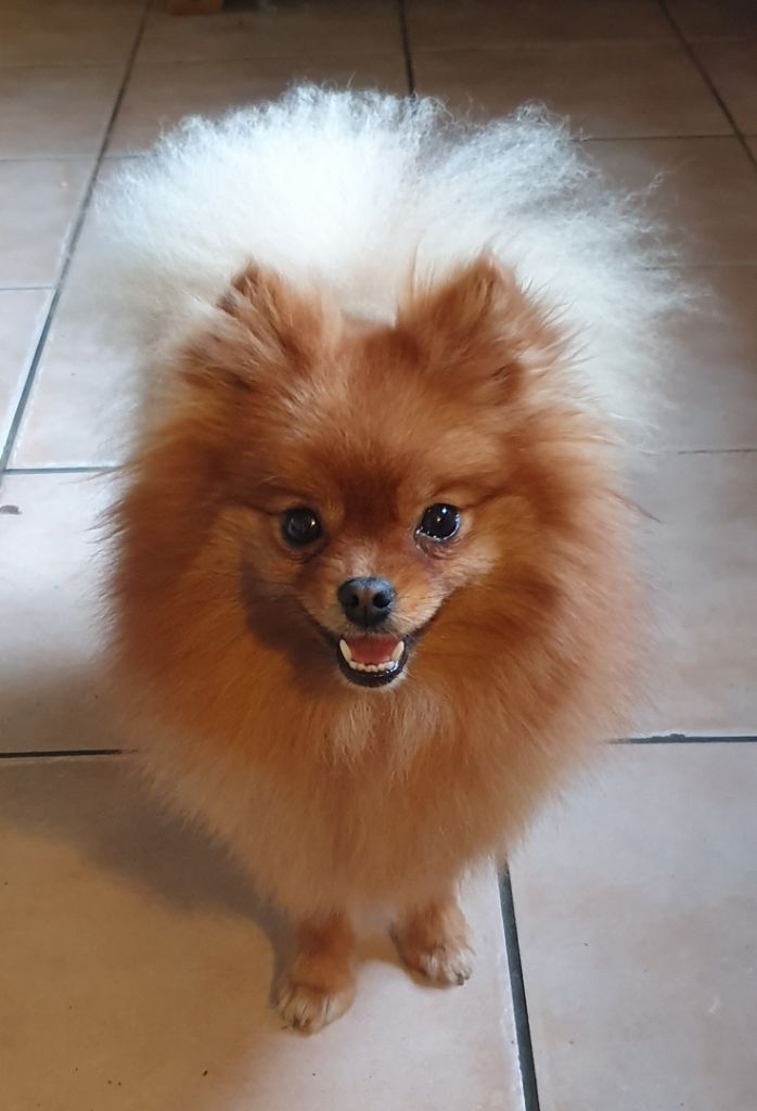 Publication : des joyeux dahus Auteur : Elevage des joyeux dahus