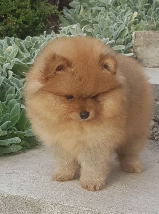 Publication : des joyeux dahus Auteur : Elevage des joyeux dahus