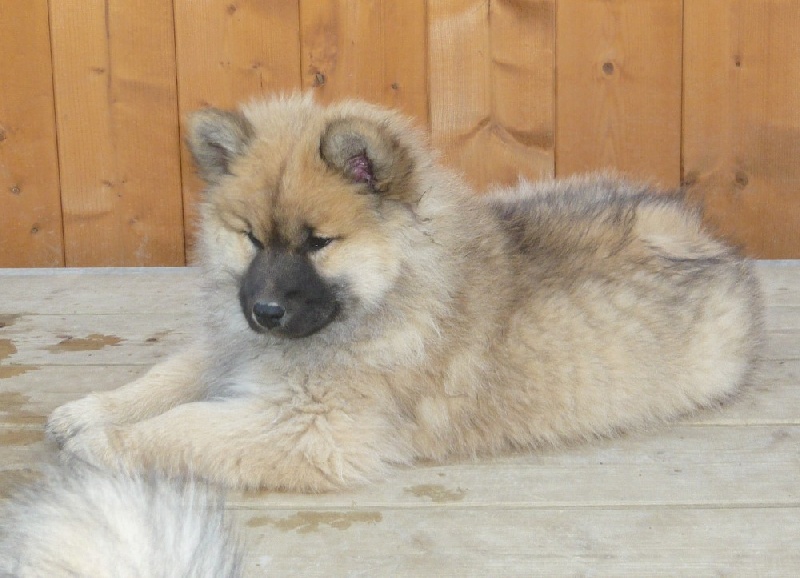 Publication : des joyeux dahus Auteur : jd