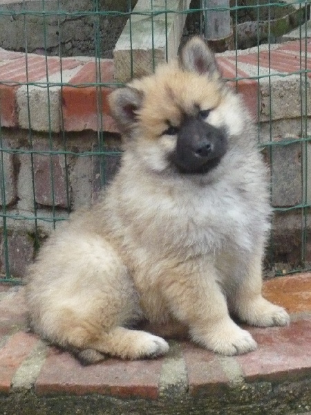 Publication : des joyeux dahus Auteur : jd