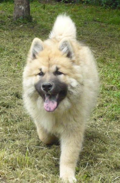 Publication : des joyeux dahus Auteur : jd