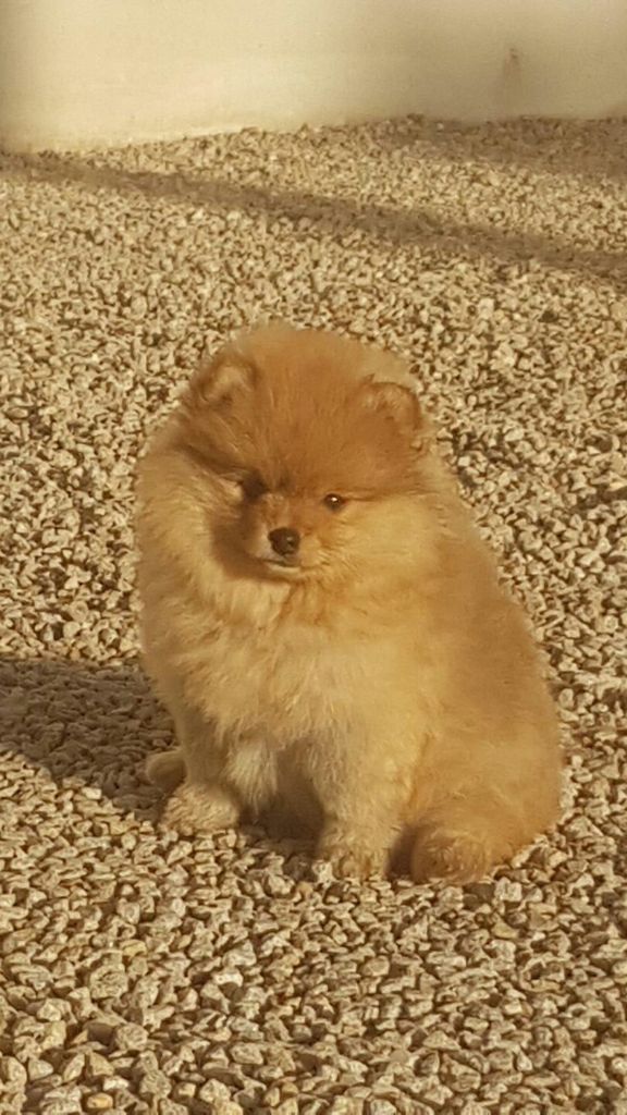 Publication : des joyeux dahus Auteur : Elevage des joyeux dahus