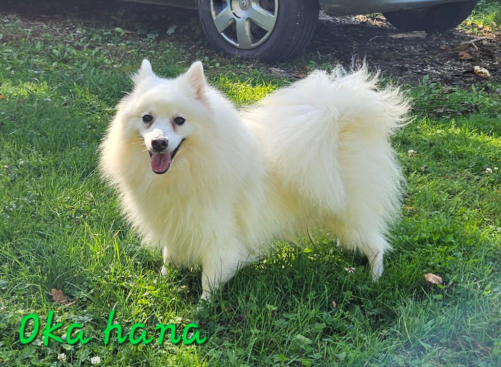 Oka hana no saita des joyeux dahus