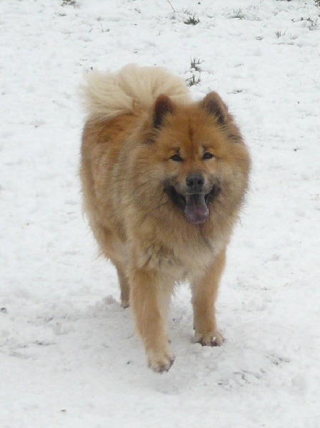 Publication : des joyeux dahus Auteur : jd