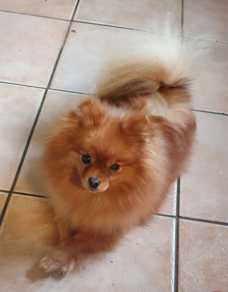 Publication : des joyeux dahus Auteur : Elevage des joyeux dahus