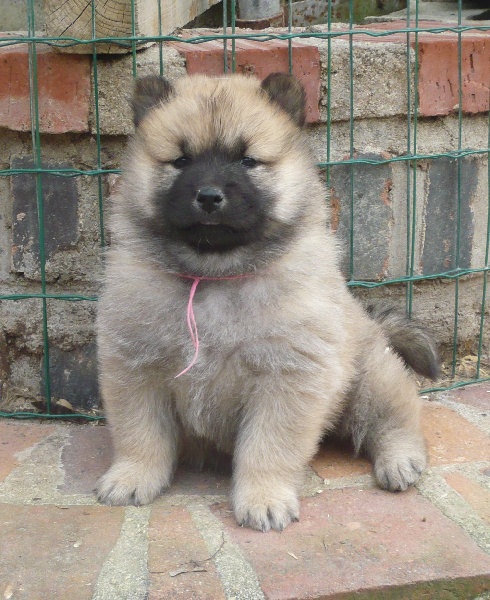 Publication : des joyeux dahus Auteur : jd