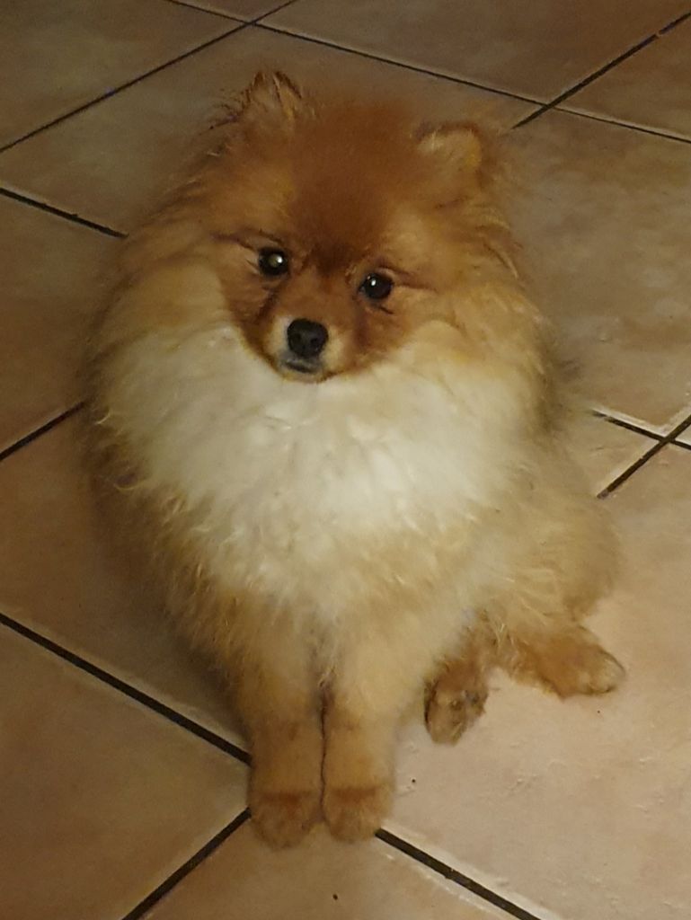 Publication : des joyeux dahus Auteur : Elevage des joyeux dahus