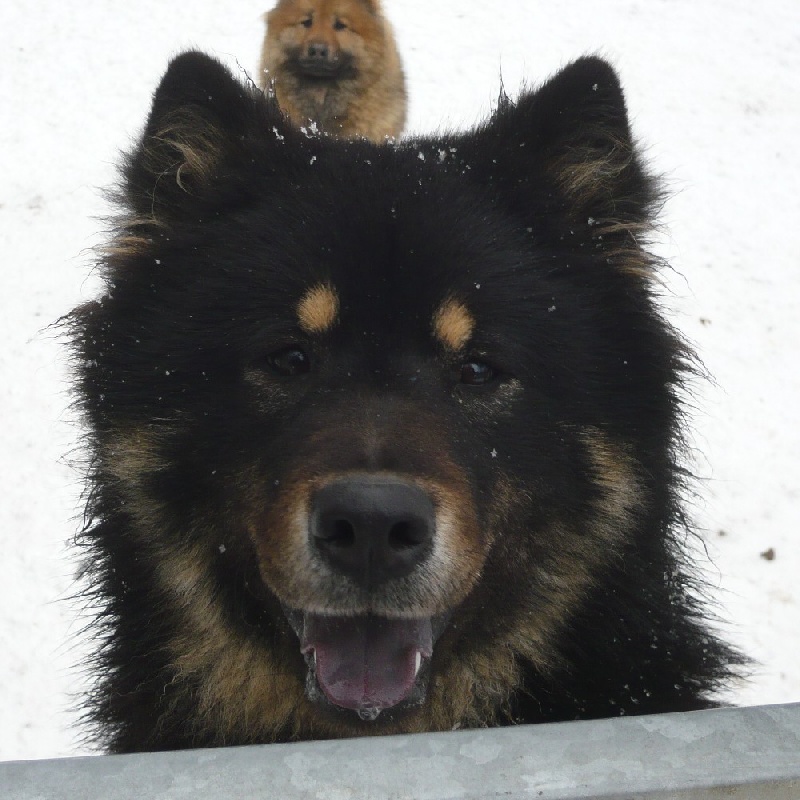 Publication : des joyeux dahus Auteur : jd