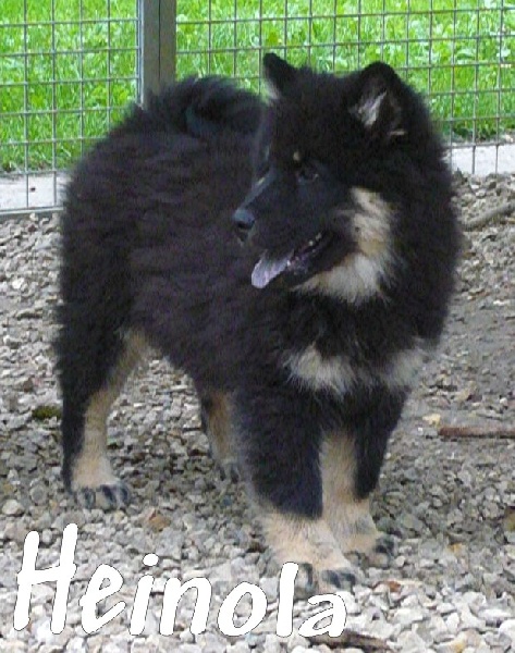 Publication : des joyeux dahus Auteur : jd