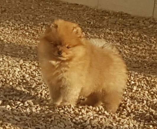 Publication : des joyeux dahus Auteur : Elevage des joyeux dahus