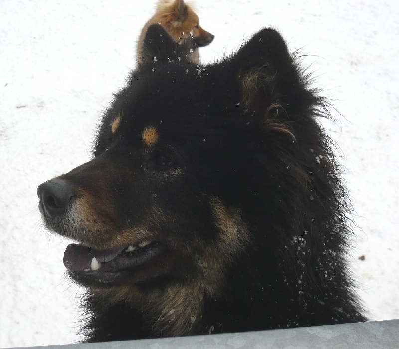 Publication : des joyeux dahus Auteur : jd