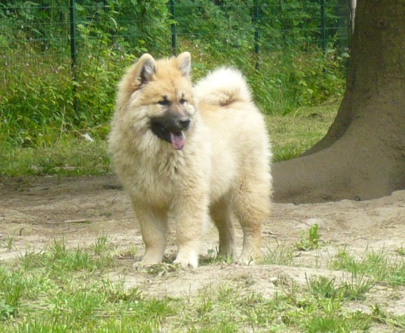 Publication : des joyeux dahus Auteur : jd