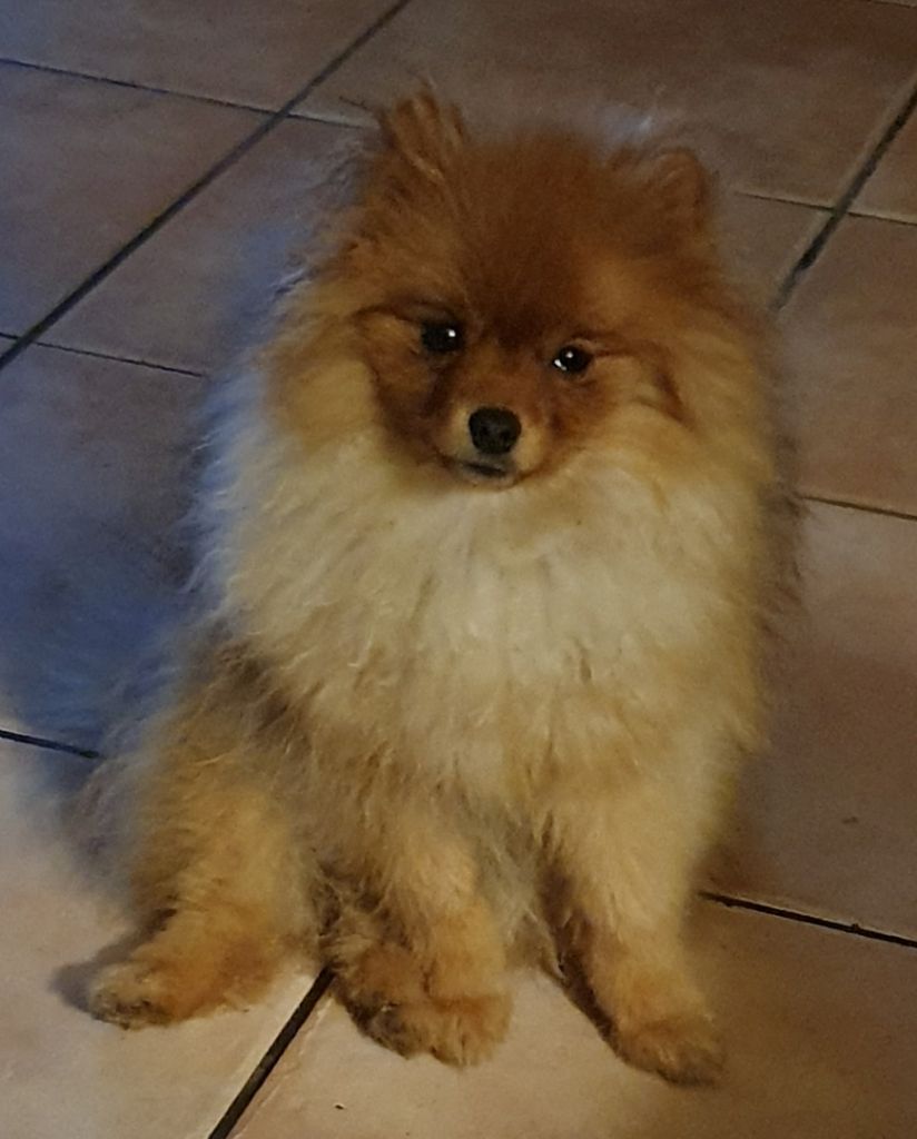 Publication : des joyeux dahus Auteur : Elevage des joyeux dahus