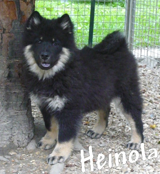 Publication : des joyeux dahus Auteur : jd