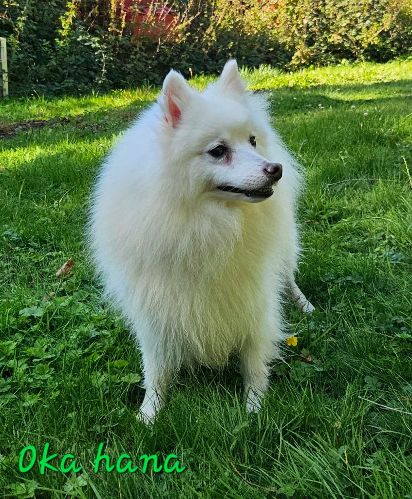 Oka hana no saita des joyeux dahus