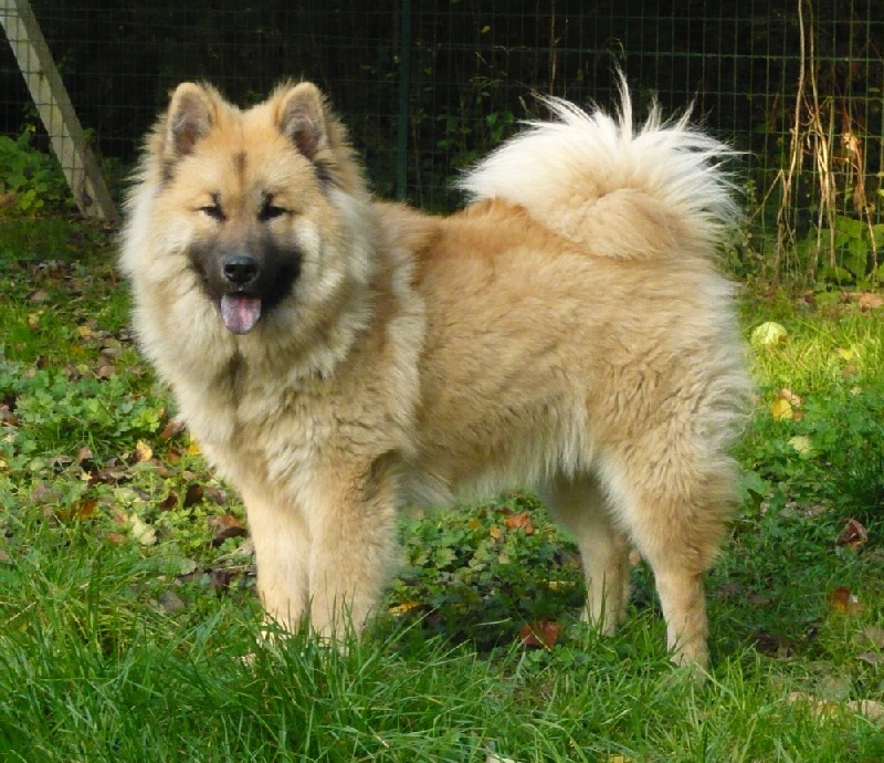 Publication : des joyeux dahus Auteur : jd