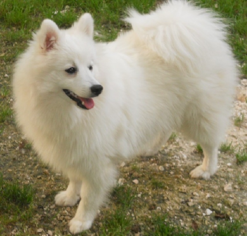 Gin tsuki des joyeux dahus