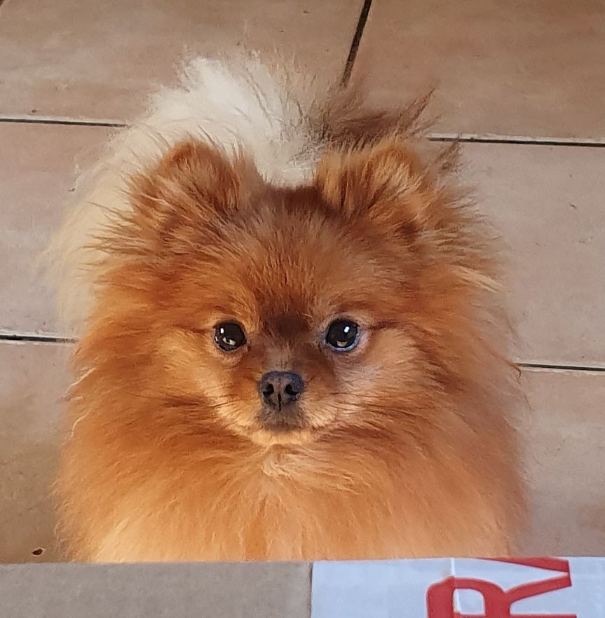 Publication : des joyeux dahus Auteur : Elevage des joyeux dahus