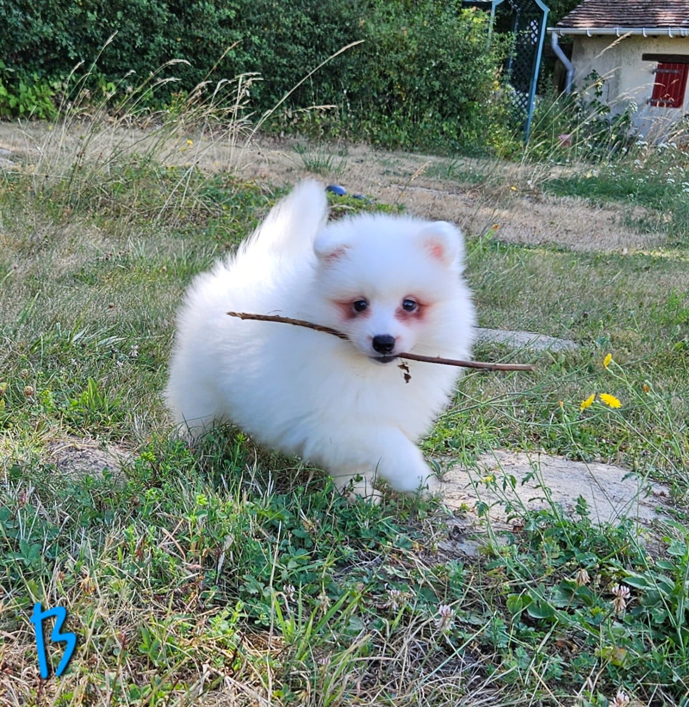 B...... (bleu)