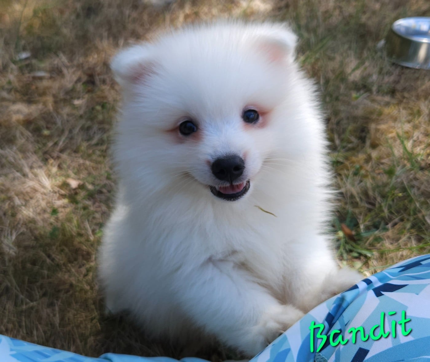 Bandit (vert)