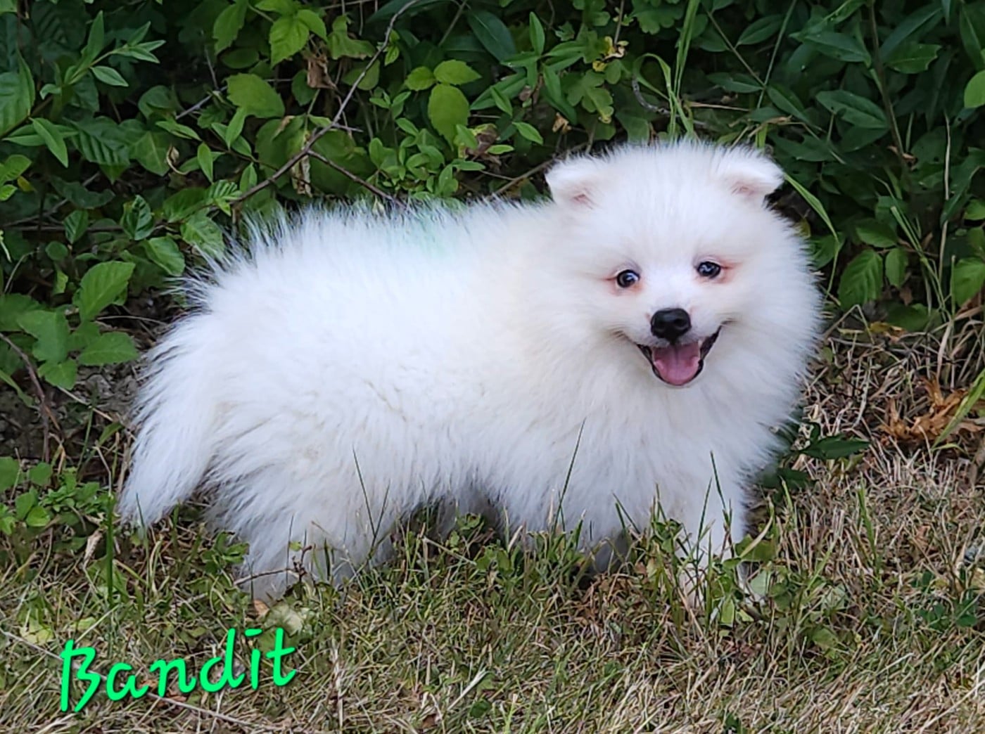 Bandit (vert)