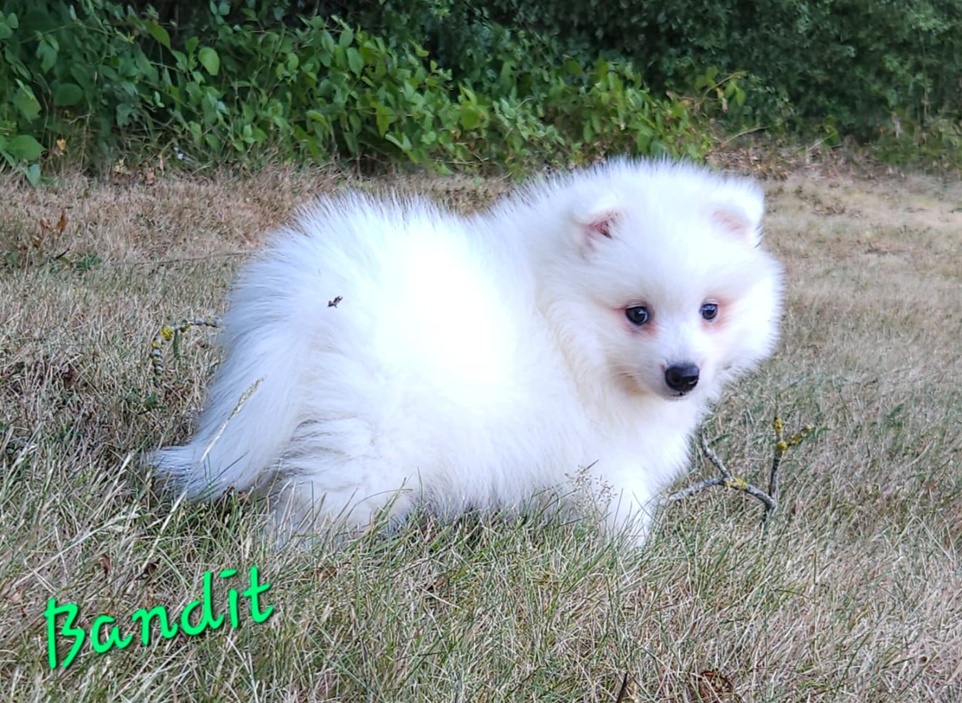 Bandit (vert)