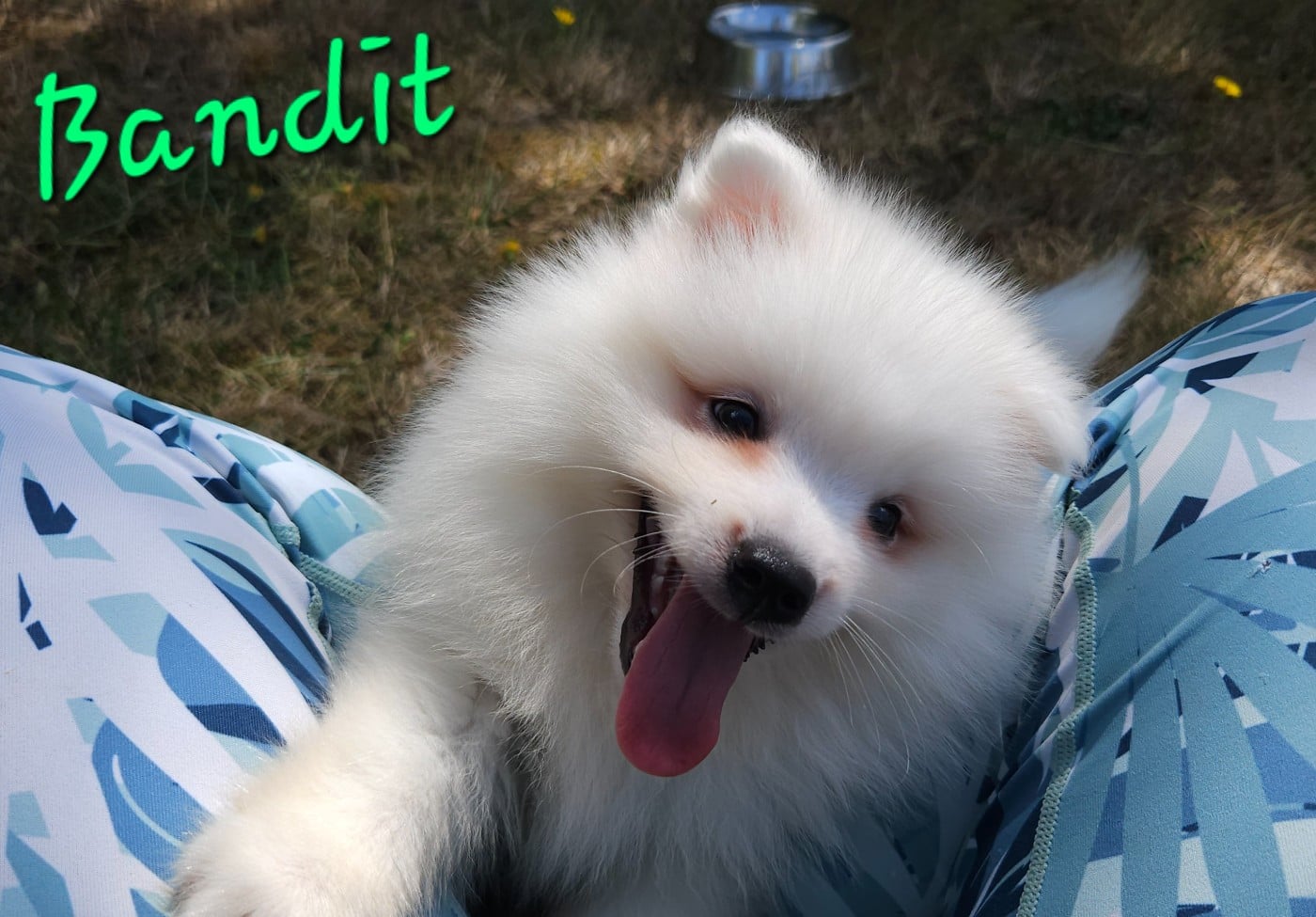 Bandit (vert)