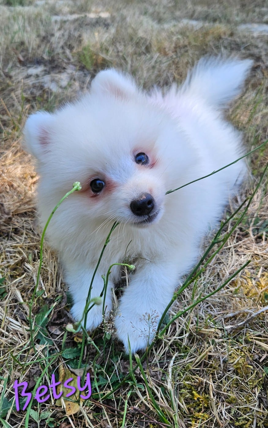 Betsy (violet)