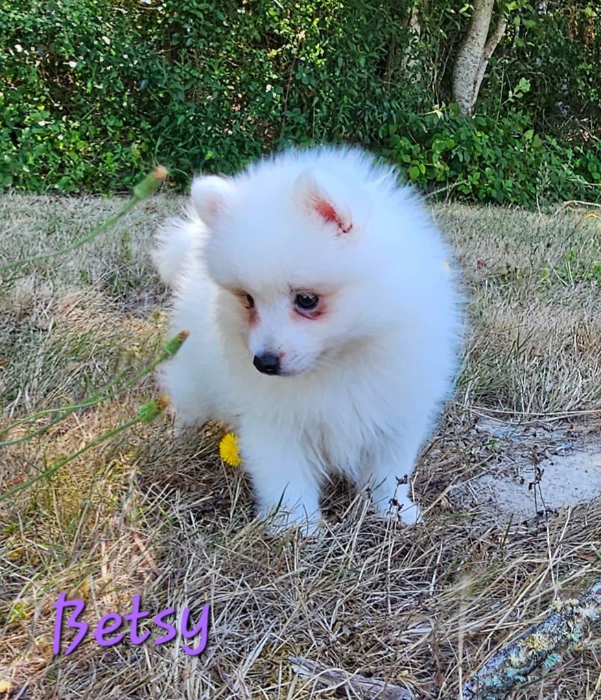 Betsy (violet)