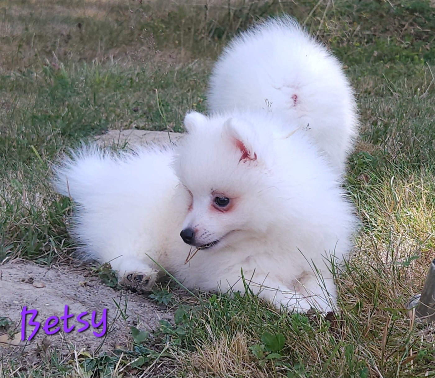 Betsy (violet)