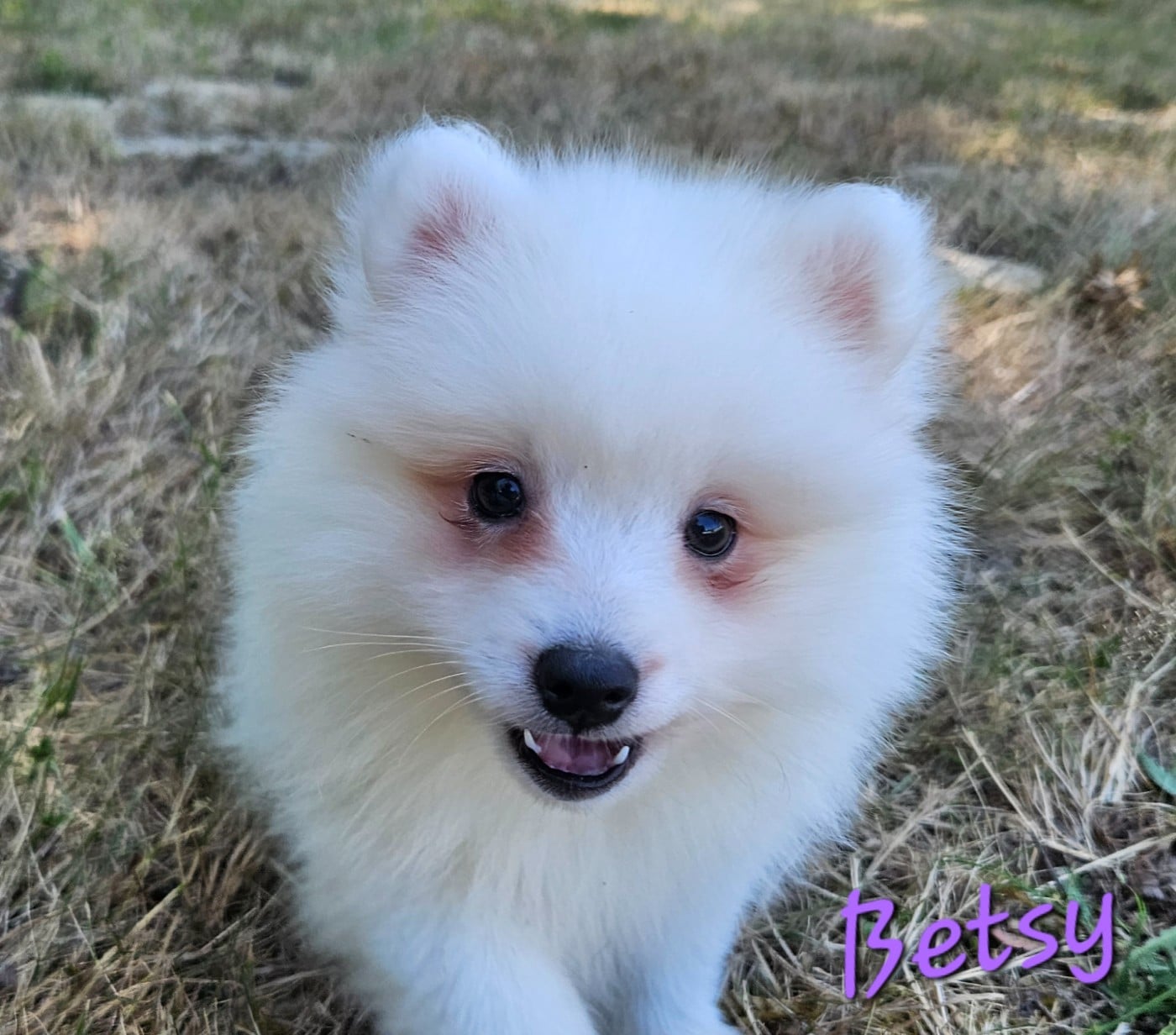 Betsy (violet)