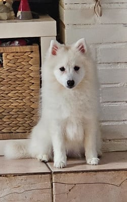 Les chiots de Spitz japonais
