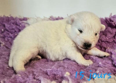 Les chiots de Spitz japonais
