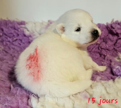Les chiots de Spitz japonais